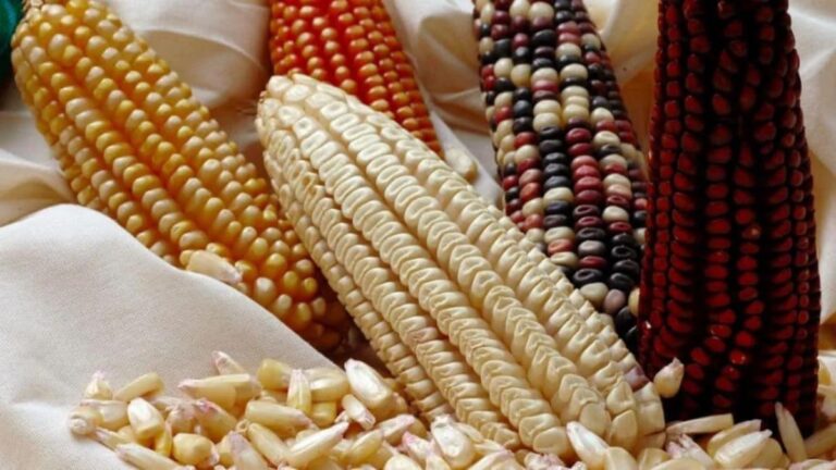 Discover the Magic of Fpocorn: A New Twist on an Old Favorite