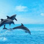 Dolphin Discovery