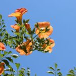 Porpax Grandiflora Care