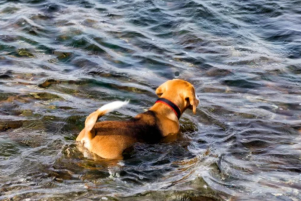 little fresh pond dog beach: Pet-Friendly Businesses little fresh pond dog beach