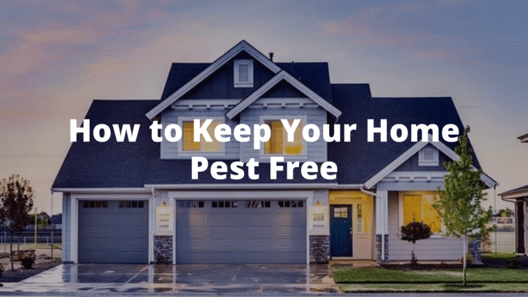 Simple Steps To Keep Your Home Pest-Free All Year Long