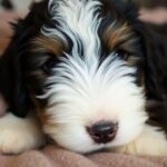 pet5ardas com: The Ultimate Destination for Pet Lovers