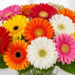 Gerberas